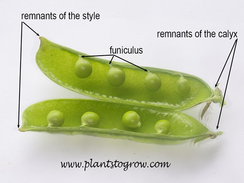 A pea pod split along its seams.  Showing the remnants of the style and calyx. Plus the funiculus is labeled.
